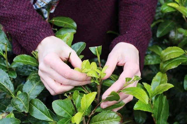 La cueillette du bourgeon et de quelques feuilles