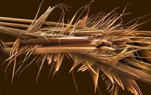 des brins de caféine au microscope